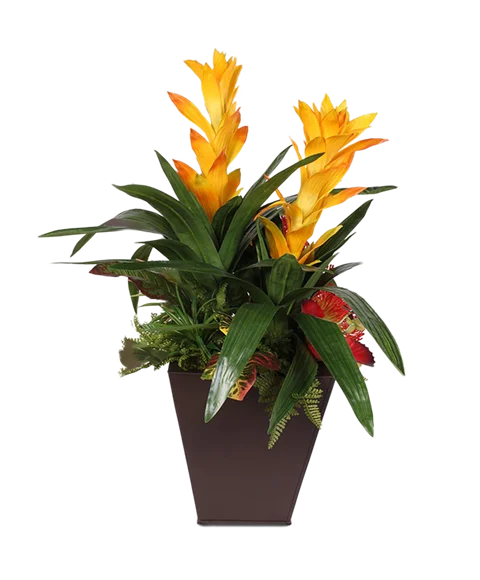 Guzmania