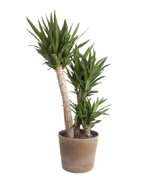 pianta yucca