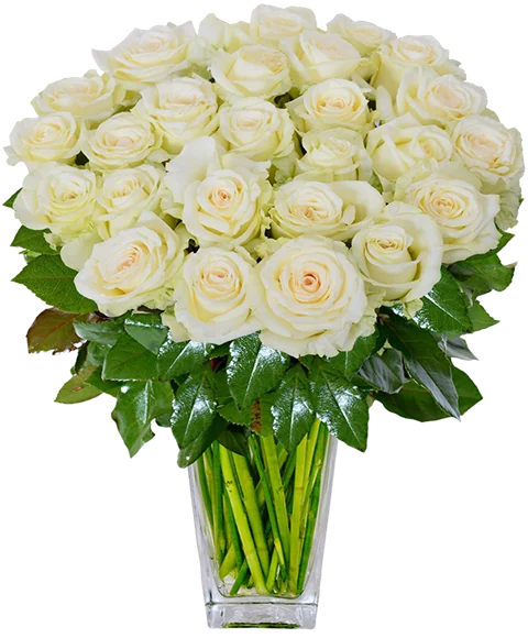 Rose bianche